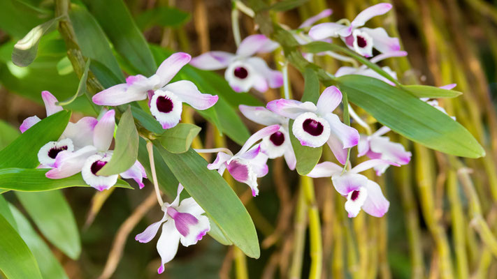 Noble dendrodium, Dendrobium nobile, in troduced in Brazil, from Asia
