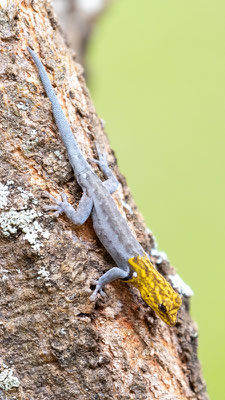 Lygodactylus luteopicturatus, un endémique de la famille des Gekkonidae.