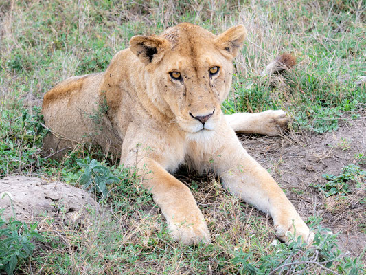 Lion , Panthera leo