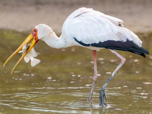 Yellow-billed Stork, Mycteria ibis. Doho lodge 