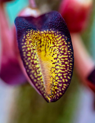 Aristolochia sp. dans le PN de Carara