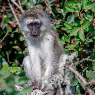 Vervet tantale, Cercopithecus aethiops tantalus