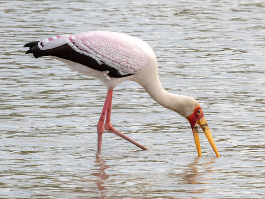 Tantale ibis, Mycteria ibis