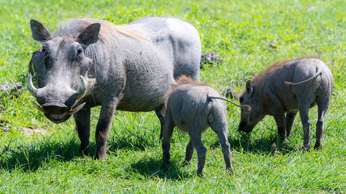  Famille de Phacochère commun, Phacochoerus africanus