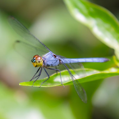 Chalcostephia flavifrons