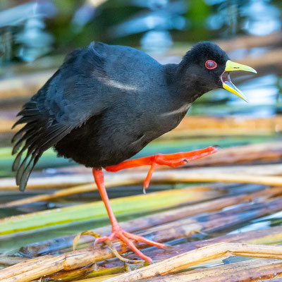 Black Crake, Amaurornis flavirostra