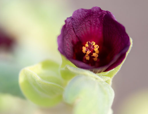 Malvaceae sp. Réseve d'Aledeghi