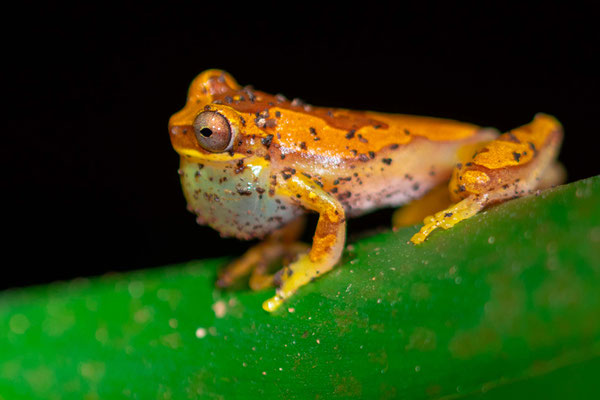 Dendropsophus ebraccatus, observé dans un petit étang à côté du restaurant de villa Lapas