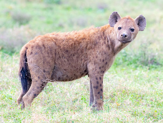 Spotted hyena, Crocuta crocuta