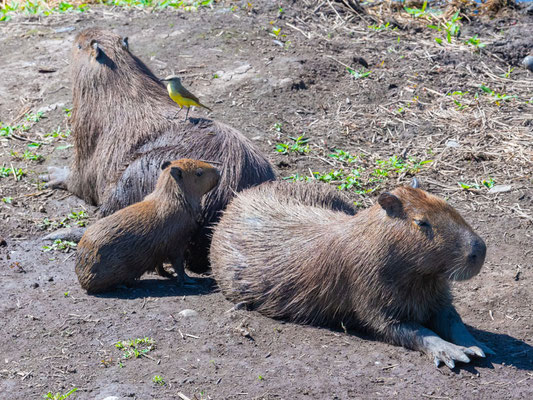 Famille de Capybara, Hydrochoerus hydrochaeris