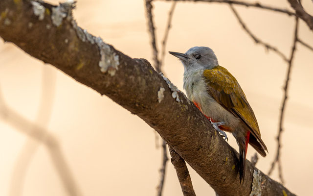 Pic spodocéphale, Chloropicus spodocephalus.  Autour de l'ancien Simbo Lodge