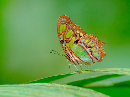 Malachite, Siproeta stelenes biplagiata