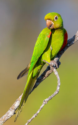  Conure pavouane, Psittacara leucophthalmus