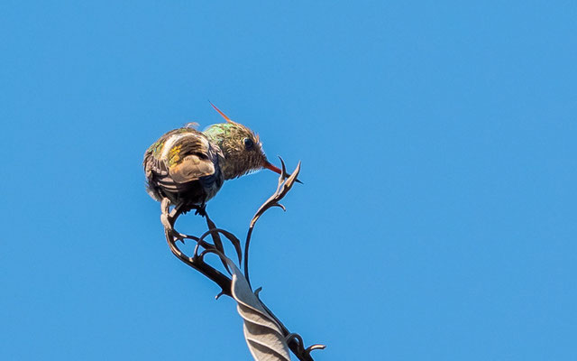 Coquette de Gould, Lophornis gouldii mâle