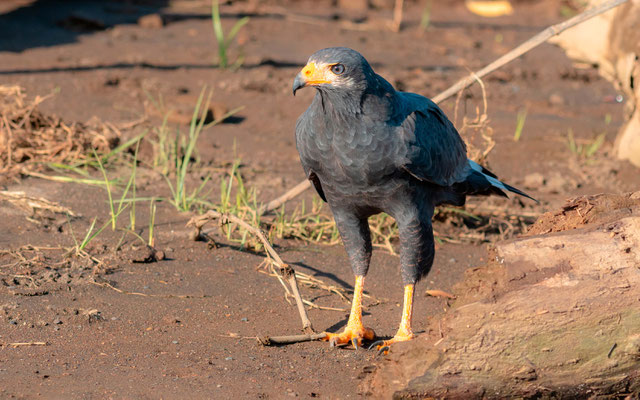 Buse noire, Buteogallus anthracinus, fleuve Tarcoles