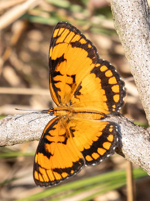 Papillon Jocker, Byblia anvatara