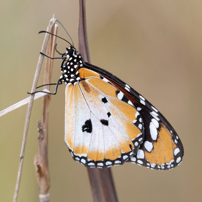 Petit monarque, Danaus chrysippus