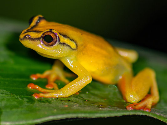 Hyperolius substriatus