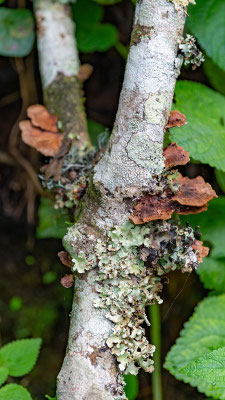 Lichen indéterminé