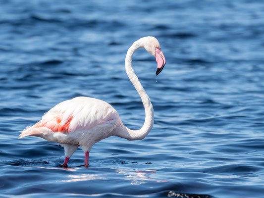 Flamant rose,  Phoenicopterus roseus. Parc national d' Abijatta- Shalla