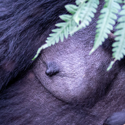 Sein d'une femelle du Gorille des montagnes, Gorilla beringei beringei 