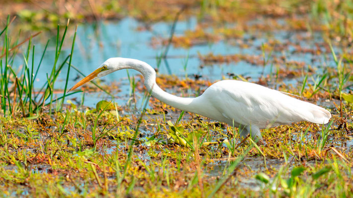 Grande aigrette, Ardea alba