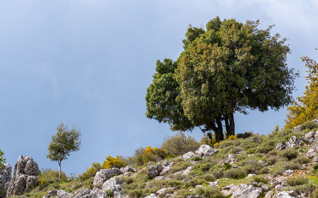 MIlieu derrière Beit Aammiq