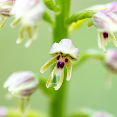 Orchis de Galilée, Orchis galilaea