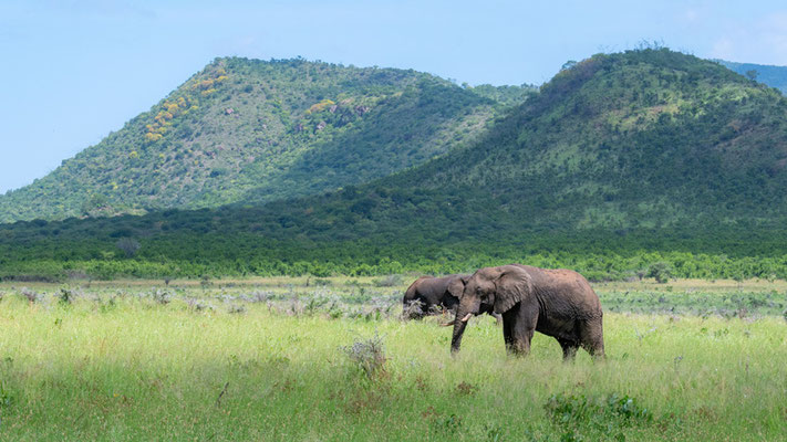 Eléphant de savane, Loxodonta africana dans son milieu.