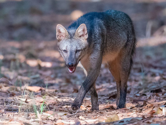 Crab-eating fox, Cerdocyon thous