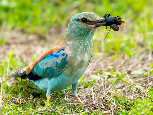 Rollier d'Europe, Coracias garrulus, se délectant d'un gros Coléoptère.