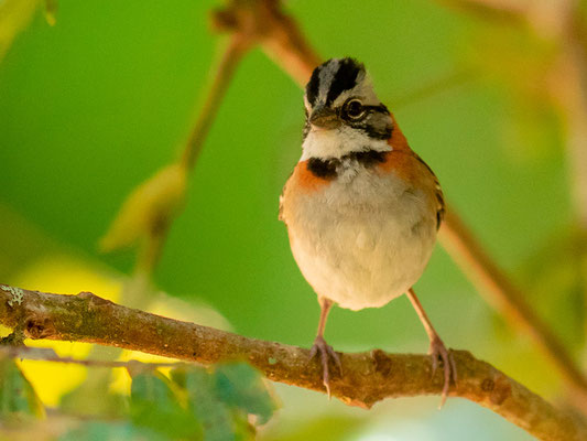 Bruant chingolo, Zonotrichia capensis