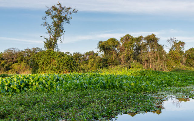 Paysage typique du Pantanal, entre marais et forêts 