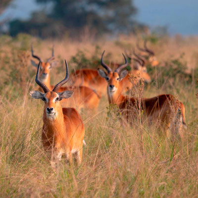 Cobe de l'Ouganda, Kobus kob thomasi