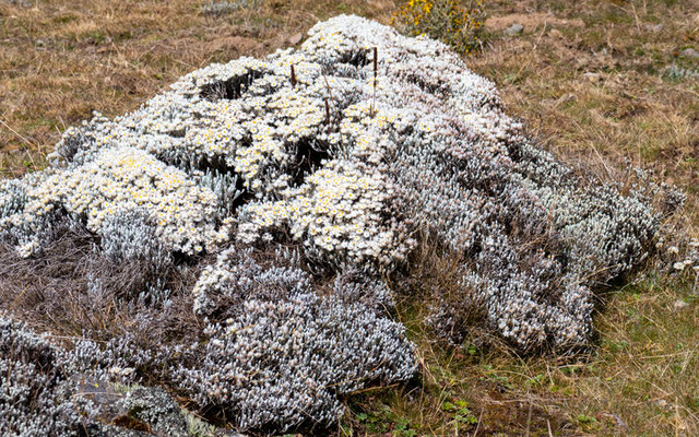 "tapis" de Helichysum sp