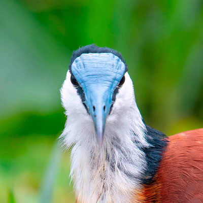 Jacana à poitrine doré, Actophilornis africanus