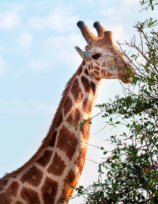 Girafe de Rothschild, Girafa camelopardalis rotschildi