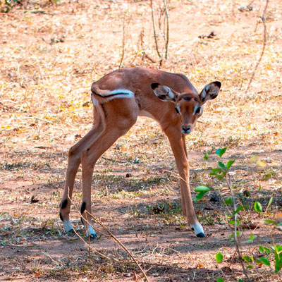 Impala, Aepyceros melampus