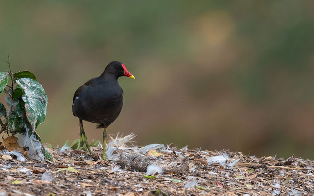 Common Moorhen , Gallinula chloropus 