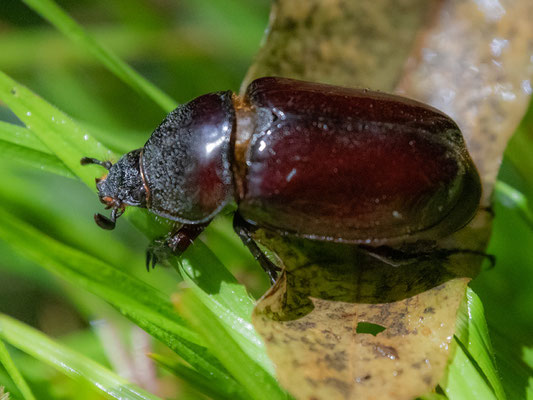 Scarabaeidae, Sous-famille Dynastinae