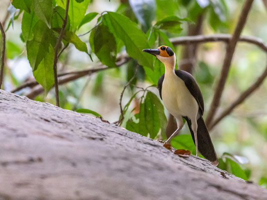 Picatharte de Guinée, Picathartes gymnocephalus dans la forêt de Bonkro