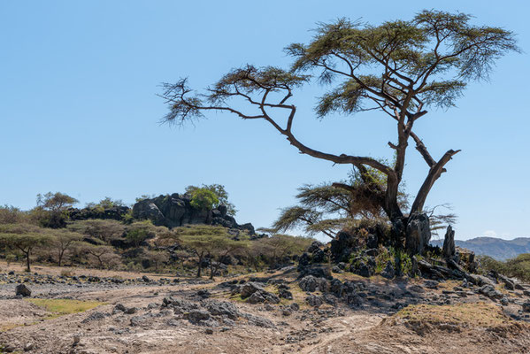 Paysage du Parc national d' Abijatta- Shalla