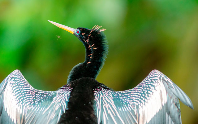 Anhinga d'Amérique, Anhinga Anhinga mâle