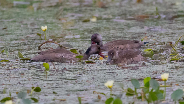  Canard amazonette, Amazonetta brasiliensis