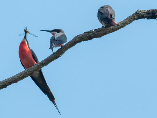 Guêpier gris-rose,  Merops malimbicus