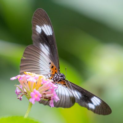 Pseudacraea eurytus