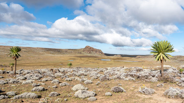 Paysage du plateau de Sanetti