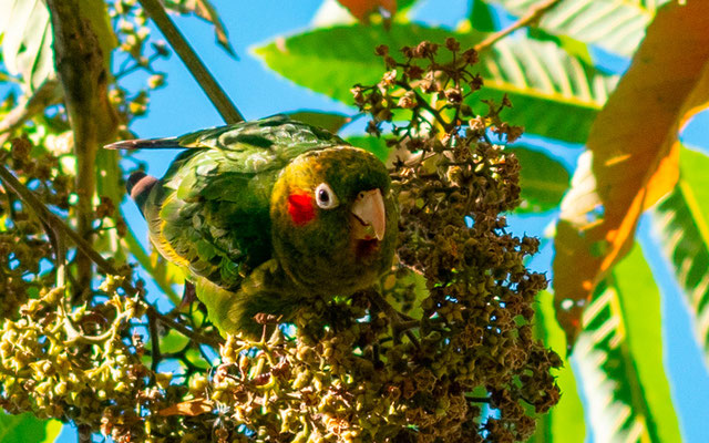 Conure de Hoffmann, Pyrrhura hoffmanni. Endémique du Costa Rica et du Panama.