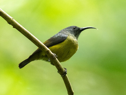  Souimanga de Loveridge,  Cinnyris loveridgei. Endémique à la seule montagne des Ulugurus!