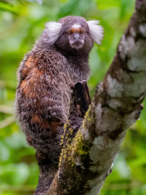 Ouistiti à Toupets Blancs, Callithrix jacchus